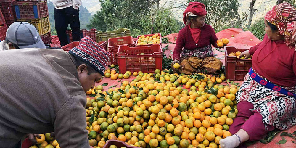 तनहुँको बेनीकोटमा सुन्तला बिक्री व्यस्त, भिरालो सडकले ढुवानी जोखिमपूर्ण